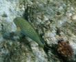Surgeonfish - Lined Surgeonfish - Acanthurus lineatus