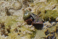 Crabs - Orange Claw Hermit Crab - Calcinus tibicen