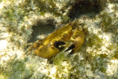 Crabs - Florida Stone Crab - Menippe mercenaria