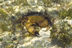 Crabs - Florida Stone Crab - Menippe mercenaria