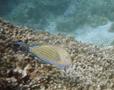 Surgeonfish - Lined Surgeonfish - Acanthurus lineatus
