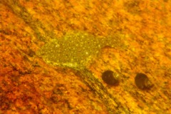 Flounders - Summer Flounder - Paralichthys dentatus