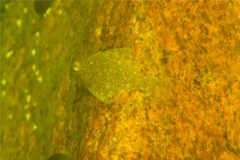 Flounders - Summer Flounder - Paralichthys dentatus
