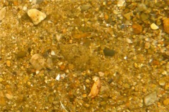 Flounders - Winter Flounder - Pseudopleuronectes americanus