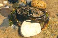 Crabs - Atlantic Rock Crab - Cancer irroratus