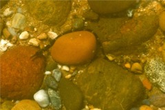 Pipefish - Northern Pipefish - Syngnathus fuscus
