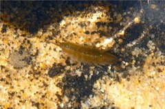 Isopods - Baltic Isopod - Idotea baltica