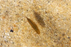 Isopods - Baltic Isopod - Idotea baltica