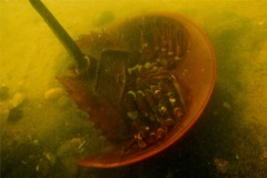 Crabs - Horseshoe Crab - Limulus polyphemus