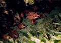 Squirrelfish - Crown Squirrelfish - Sargocentron diadema