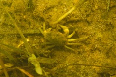 Crabs - Say Mud Crab - Dyspanopeus sayi
