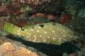 Groupers - Rock Hind - Epinephelus adscensionis