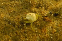 True Crabs - European Green Crab - Carcinus maenas
