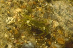 True Crabs - European Green Crab - Carcinus maenas