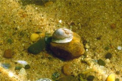 Sea Snails - Common Atlantic Slippersnail - Crepidula fornicata
