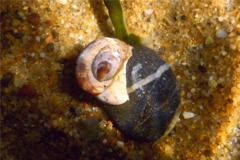 Sea Snails - Common Atlantic Slippersnail - Crepidula fornicata