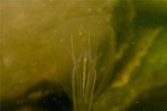 Jellyfish - Northern Comb Jellyfish - Mnemiopsis leidyii