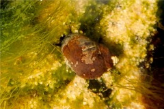 Sea Snails - Common Periwinkle - Littorina littorea