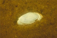 Clams - Softshell Clam - Mya arenaria
