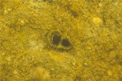 Clams - Softshell Clam - Mya arenaria