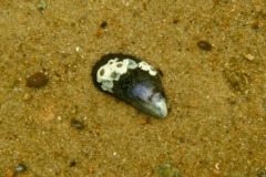 Bivalve Mollusc - Northern Horse Mussel - Modiolus modiolus