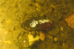 Bivalve Mollusc - Ribbed Mussel - Geukensia demissus
