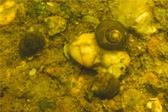 Sea Snails - Spiral Margarite - Margarites helicinus