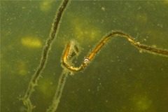 Sea Snails - Spiral Margarite - Margarites helicinus