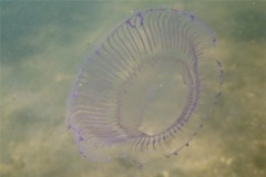 Jellyfish - Many-ribbed Hydromedusa - Aequorea forskalea