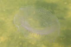 Jellyfish - Many-ribbed Hydromedusa - Aequorea forskalea