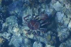 Spider Crabs - Channel Clinging Crab - Mithrax spinosissimus