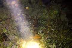 Spiny Lobsters - Spotted Spiny Caribbean Lobster - Panulirus guttatus