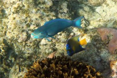 Parrotfish - Queen Parrotfish - Scarus vetula