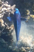 Parrotfish - Blue Parrotfish - Scarus coeruleus