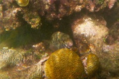 Parrotfish - Redtail Parrotfish - Sparisoma chrysopterum