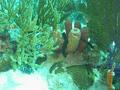 Porcupinefish - Balloonfish - Diodon holocanthus