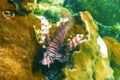 Lionfish - Common Lionfish - Pterois volitans