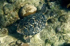Turtle - Hawksbill Turtle - Eretmochelys imbricata