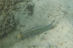 Tilefish - Sand Tilefish - Malacanthus plumieri