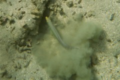 Tilefish - Sand Tilefish - Malacanthus plumieri