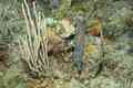 Moray - Spotted Moray - Gymnothorax moringa