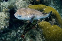 Porcupinefish - Porcupinefish - Diodon hystrix