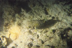 Porcupinefish - Bridled Burrfish - Chilomycterus antennatus