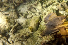 Porcupinefish - Bridled Burrfish - Chilomycterus antennatus