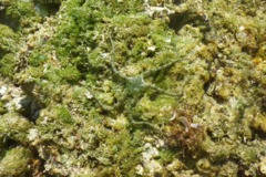 Brittle Star - Harlequin Brittle Star - Ophioderma appressum