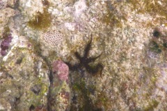 Brittle Star - Blunt Spined Brittle Star - Ophiocoma echinata