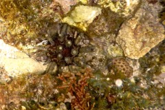 Sea Urchins - Slate Pencil Sea Urchin - Eucidaris tribuloides