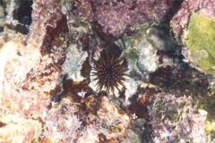 Sea Urchins - Reef Urchin - Echinometra viridis