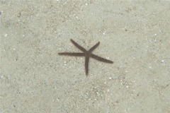 Starfish - Comet Star - Ophidiaster guildingii