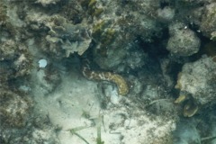 Sea Cucumbers - Tiger Tail Sea Cucumber - Holothuria thomasi